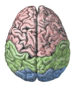 Cerebral_lobes A brain