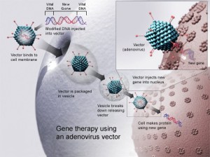 Illustration of virus delivering genes to a cell