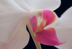 Close-up of an orchid flower