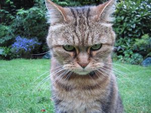 7340412_2db9809b94 Angry cat