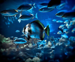 Sustainable Seafood Scales&nbsp;Up