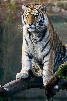 Tiger sitting on a log