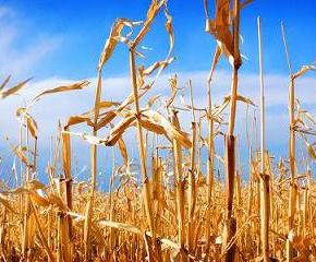 The Answer to World Hunger (Hint: It’s Not&nbsp;Food)