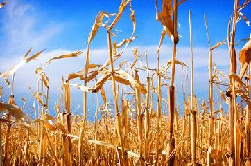 Corn field