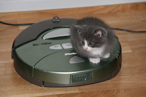 A kitten on a roomba